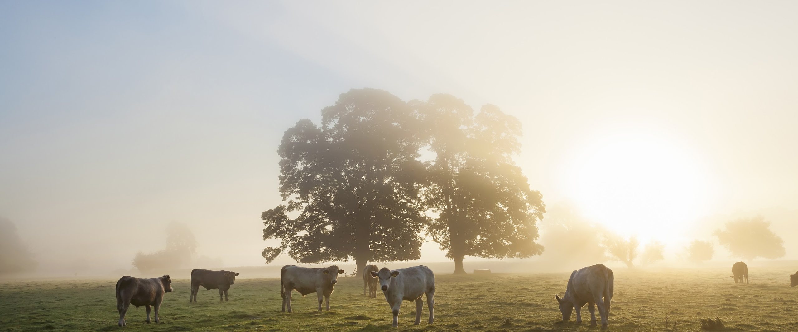 Amanecer con niebla y hacienda a campo, Entre Ríos